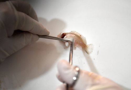 工厂化育苗 水产养殖业高质量发展的新引擎